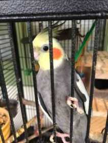 Lost Cockatiel