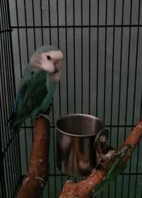 Lost Lovebird