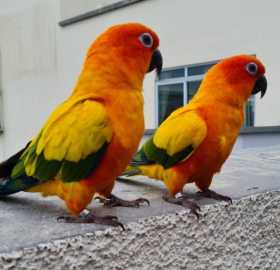 Lost Conure