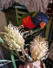 Lost Lory / Lorikeet