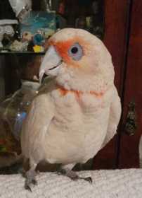 Lost Corella Cockatoo