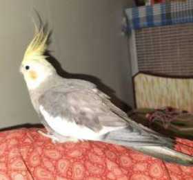 Lost Cockatiel