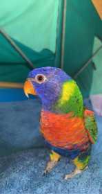 Lost Lory / Lorikeet