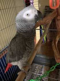 Lost African Grey