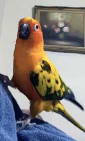 Lost Conure