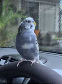 Lost Budgerigar