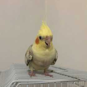 Lost Cockatiel