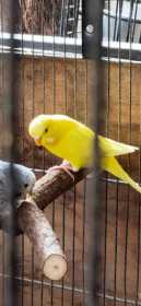 Lost Budgerigar