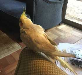 Lost Cockatiel