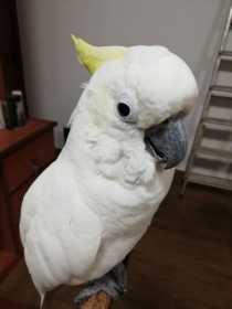 Lost Cockatoo