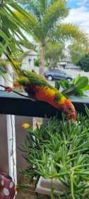 Lost Lory / Lorikeet