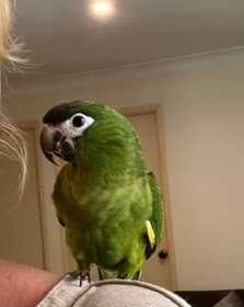 Lost Macaw