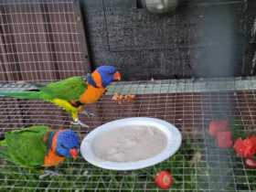 Lost Lory / Lorikeet