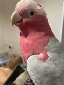 Lost Galah Cockatoo