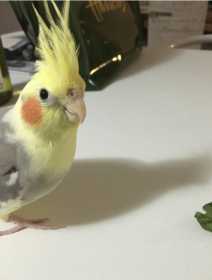 Lost Cockatiel