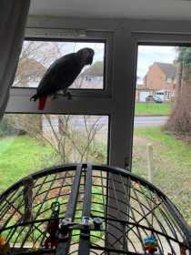 Lost African Grey