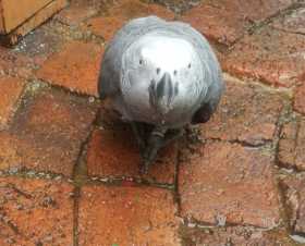 Lost African Grey