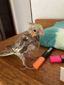 Lost Cockatiel