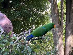 Lost Eclectus