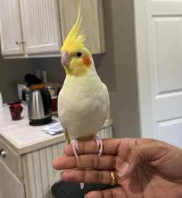 Lost Cockatiel