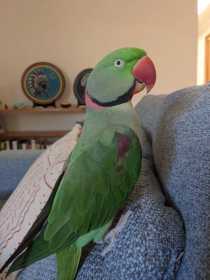 Lost Alexandrine