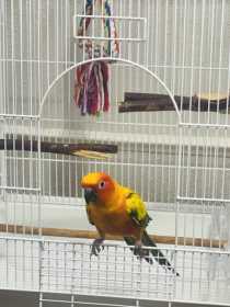 Lost Conure