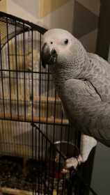 Lost African Grey