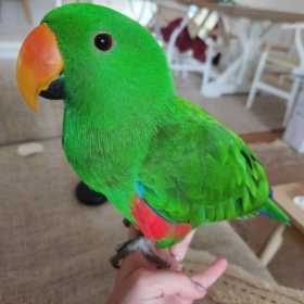 Lost Eclectus