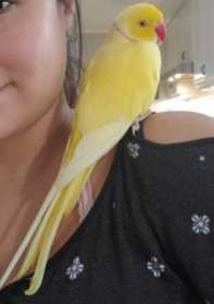 Lost Indian Ringneck Parakeet