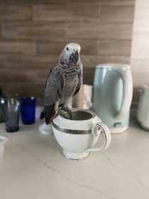 Lost African Grey