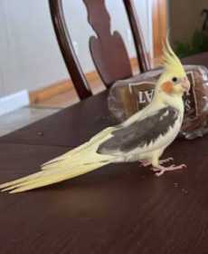 Lost Cockatiel