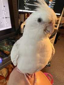 Lost Cockatiel