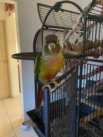 Lost Conure