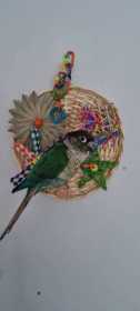 Lost Conure