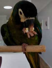 Lost Macaw