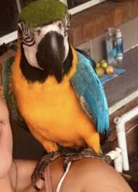 Lost Macaw