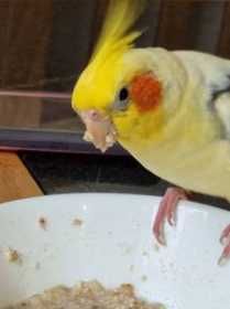 Lost Cockatiel