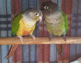 Lost Conure