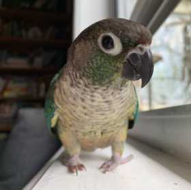 Lost Conure