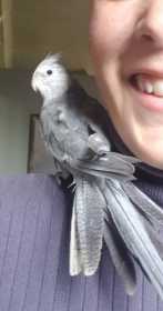Lost Cockatiel