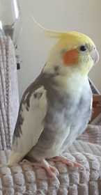 Lost Cockatiel