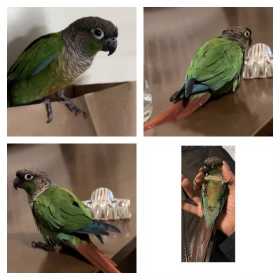 Lost Conure