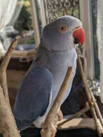 Lost Indian Ringneck Parakeet