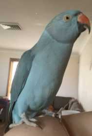 Lost Indian Ringneck Parakeet