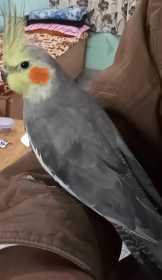 Lost Cockatiel