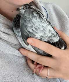 Lost Pigeon