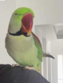 Lost Alexandrine