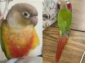 Lost Conure