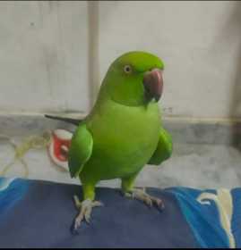 Lost Indian Ringneck Parakeet
