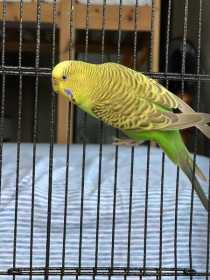 Lost Budgerigar